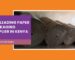 The Leading Paper Packaging Supplier in Kenya